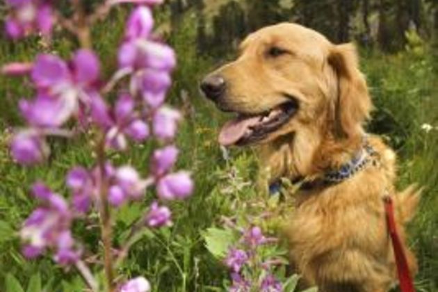 How to Get Rid of Dog Pee Smell on Tiles