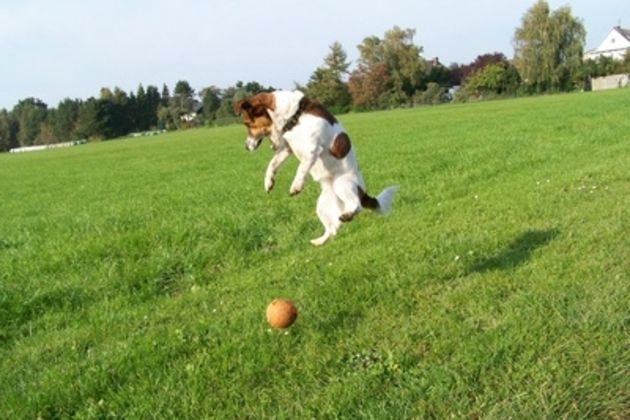 How to Train a Jack Russell Terrier Puppy to Fetch a Ball
