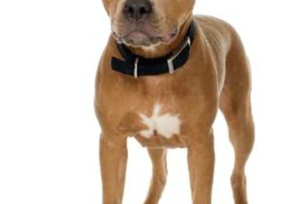 Pit Bull Puppy Training Tips