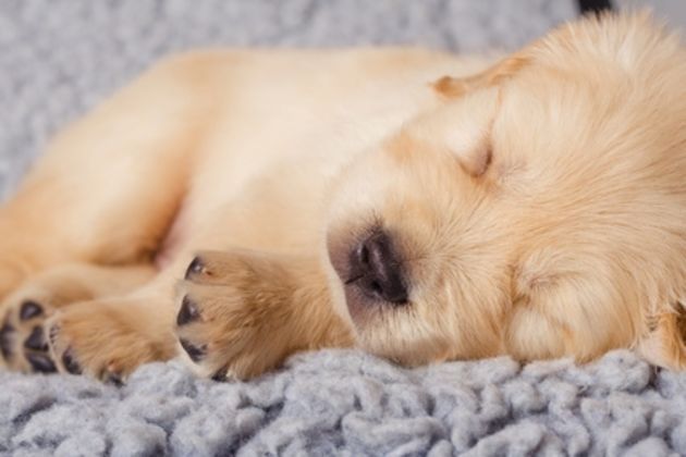 How to Help a Puppy Who Cries to Sleep on the Bed