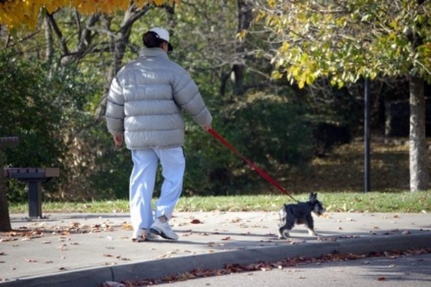 How to Teach a Dog Not to Pull on a Leash