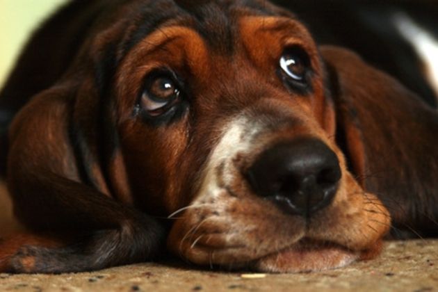 How to House Train a Bassett Hound