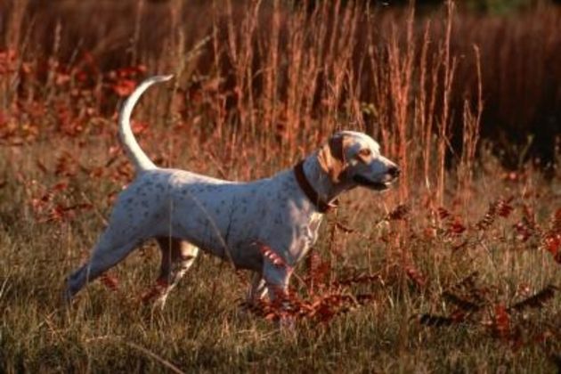 Tips, Hints & Best Ways to Train English Pointers