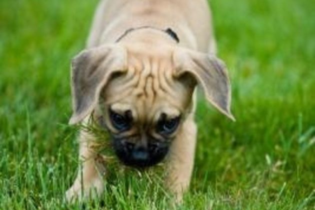 Puppy Housebreaking Techniques