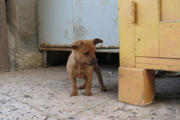 How to Potty Train Male Puppies