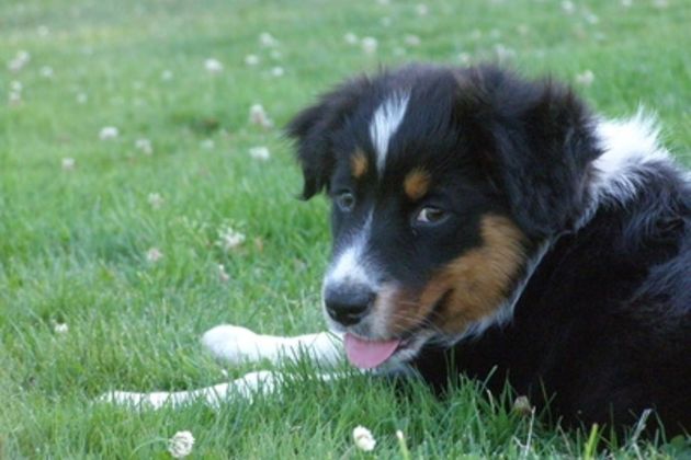 Questions About Puppy Potty Training