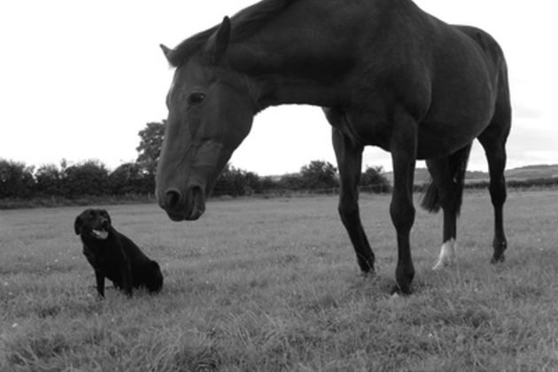 How to Stop a Dog From Barking at a Horse