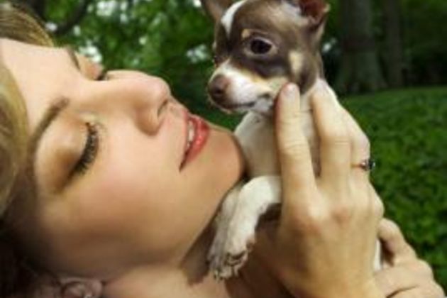 How to Get Your Chihuahua Rat Terrier to Stop Biting
