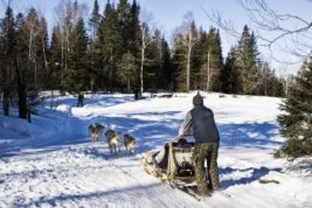 Training Information on Sled Dogs in the Iditarod Race