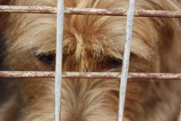 How to Stop Barking in a Kennel With an Ultrasonic