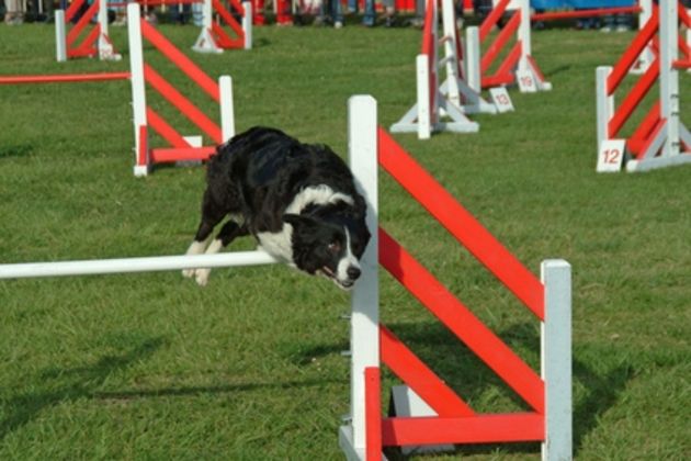 How to Break a Dog From Jumping Over a Fence