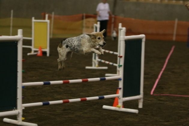 Agility Courses in Lawrenceville, Georgia