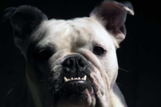 How to Train an English Boxer Bulldog in Seven Days