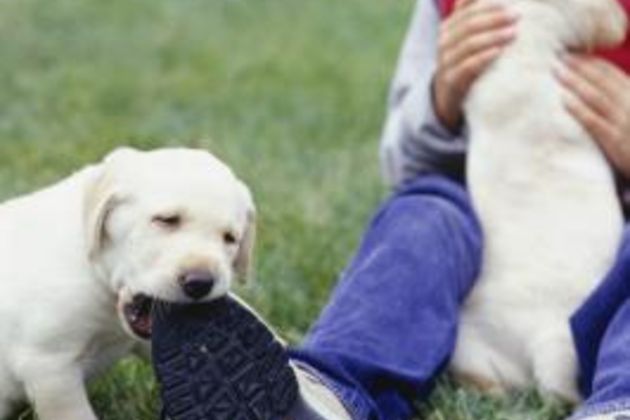 How to Get Dogs to Stop Chewing Shoelaces