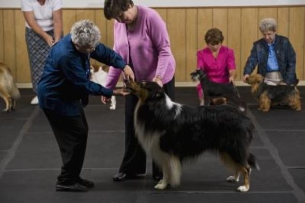 AKC Teeter Board Specifications