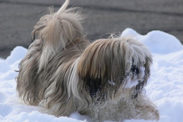 How to Housebreak a Shih Tsu Puppy