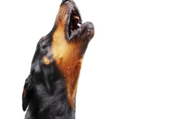 How to Stop a Dog From Barking With a Collar