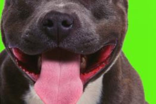 How to Get My Pit Bull to Stop Nipping