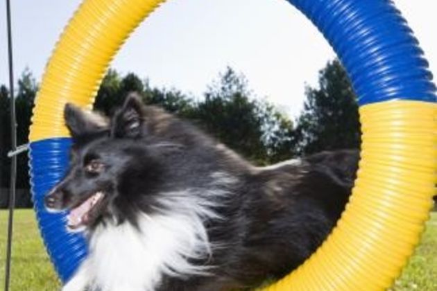 Techniques for Training a Dog to Jump Through a Hoop