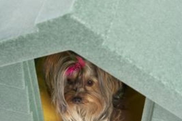 How to Stop Aggressive Behavior in My Yorkie