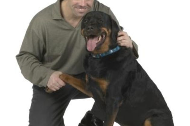 How to Train Your Rottweiler Puppy From Biting