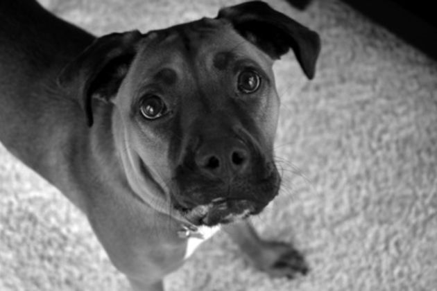 How to Potty Train Boxer Dogs