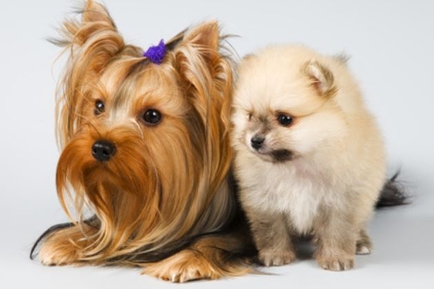 How to Potty Train a Teacup Yorkshire Terrier