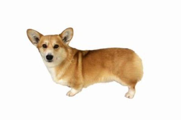 Training Tips for Corgi Mix Puppy