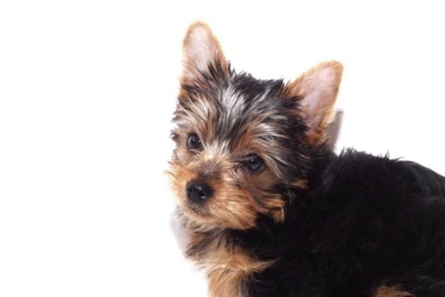How to Potty Train a Yorkie on Puppy Pads