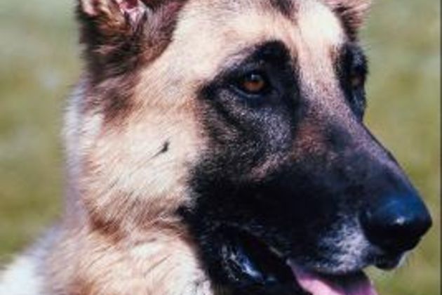 How Do Police Dogs Learn to Track?