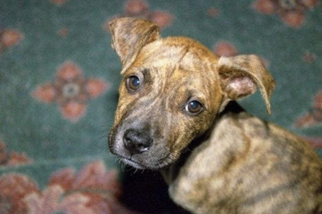 How to Train Pitbull Puppies to Be Guard Dogs