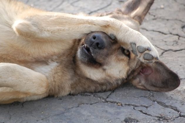 How to Train a Puppy to Shake