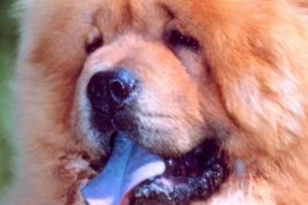 How to Dog Train a Chow