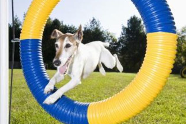 Dog Agility Games