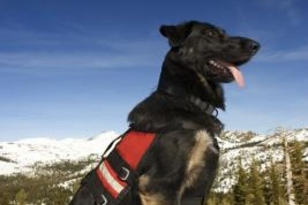 Types of Search & Rescue Dogs