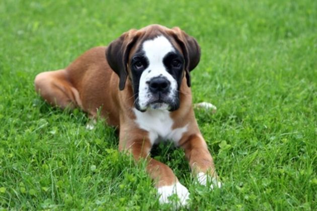 How to Stop Boxer Puppies From Jumping