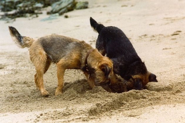 Dog Training for a Cairn Terrior