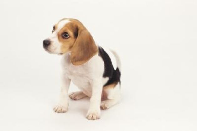 How to Teach a 4-Month-Old Beagle Puppy Its Name