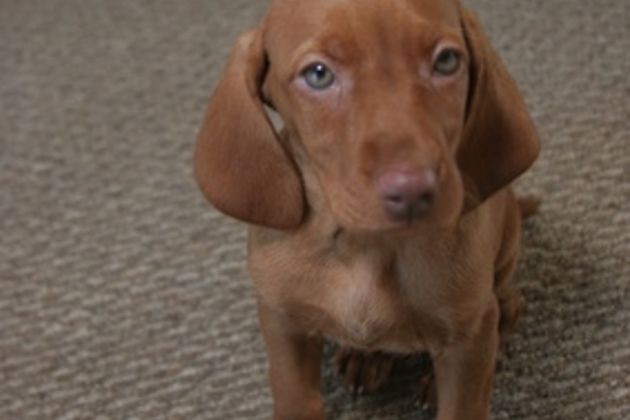 How to Train a Vizsla Puppy