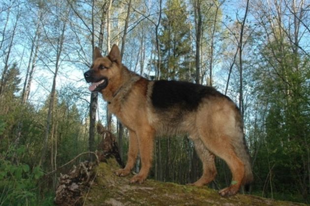 How to Potty Train a German Sheppard