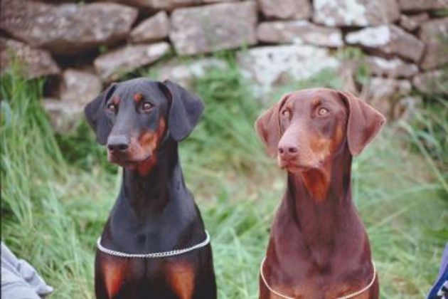 How to Train a Young Male Doberman