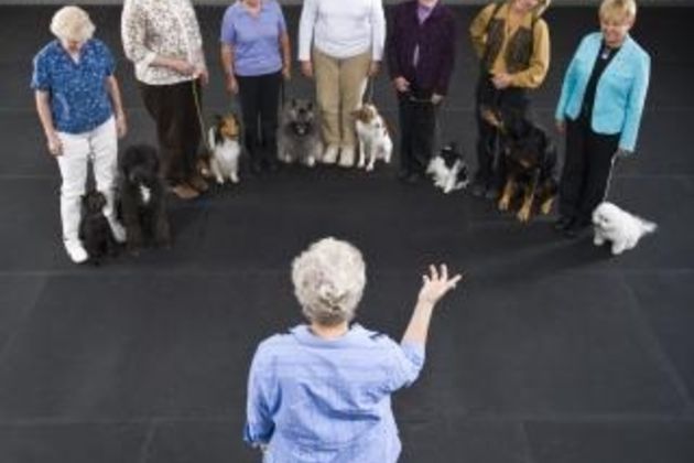 How to Get a Certificate in Dog Training