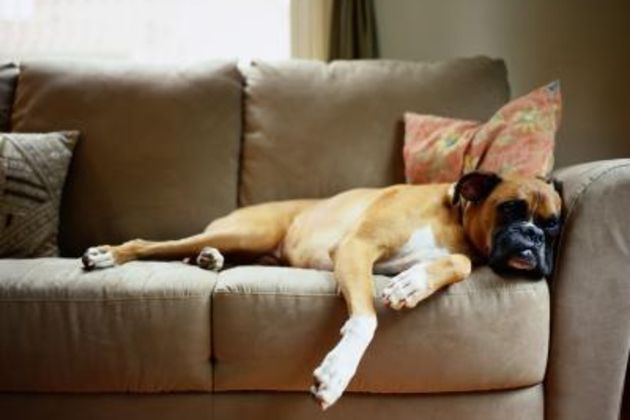 How to Train a Boxer to Lay Down