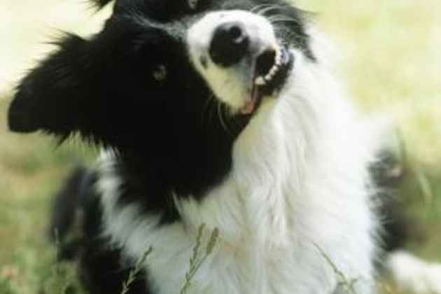 Border Collie Training Secrets