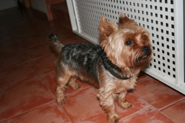 How to Potty Train a Yorkie in a Litter Box