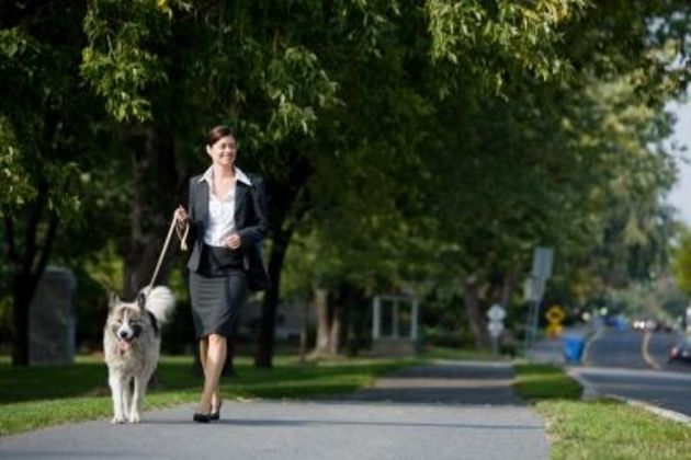 How to Train a Puppy Mill Dog to Walk on Leash