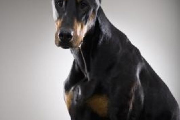 Signs of a Dominating Doberman