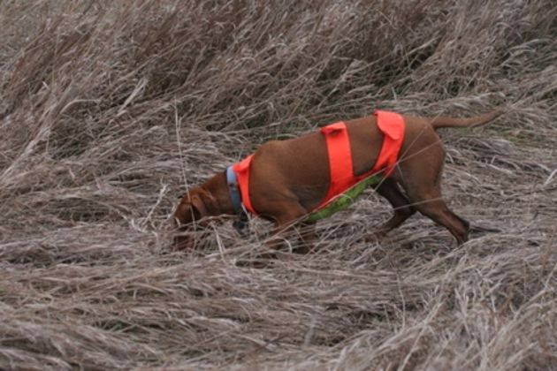 Gun Dog Training Schools