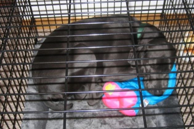 What Is the Best Way to Crate Train My Dog?