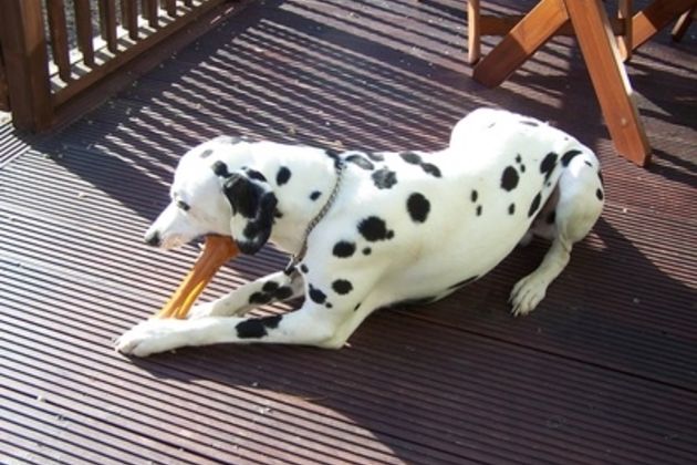 How to Train a Dalmatian to Roll Over
